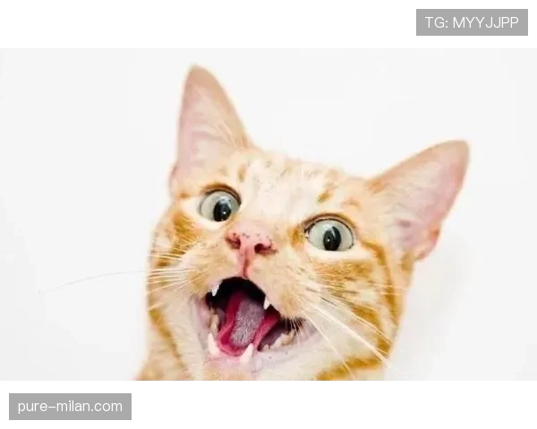 袁心玥家的猫都比我家主子住得豪华 袁心玥家的猫都比我家主子住得豪华